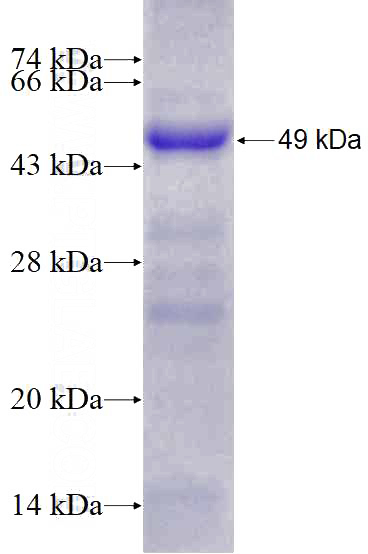 Recombinant Human SF3A1 SDS-PAGE