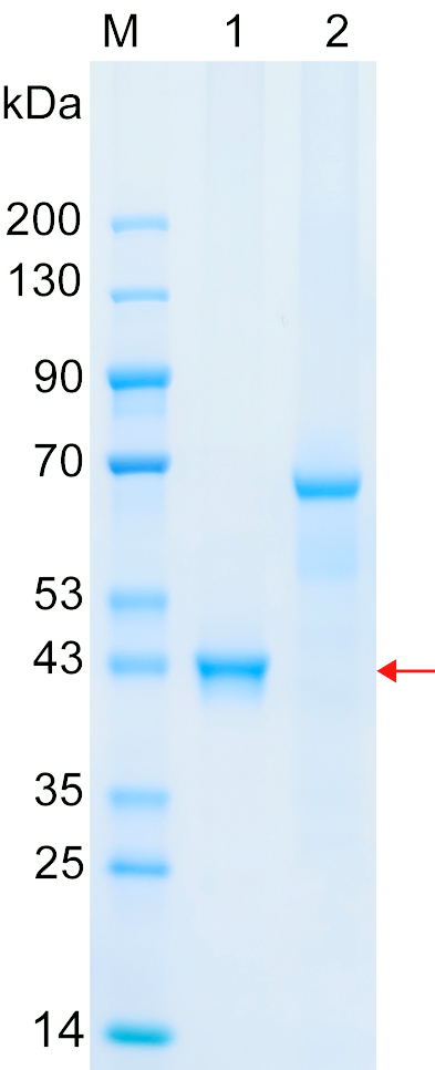 Recombinant TAB1 protein (His tag) SDS-PAGE