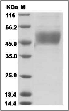 Rat PD-L1 / B7-H1 / CD274 Protein (His Tag) SDS-PAGE