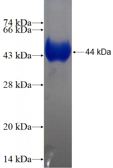 Recombinant Human TRMT5 SDS-PAGE