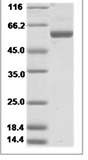 H5N8 HA Protein 15487