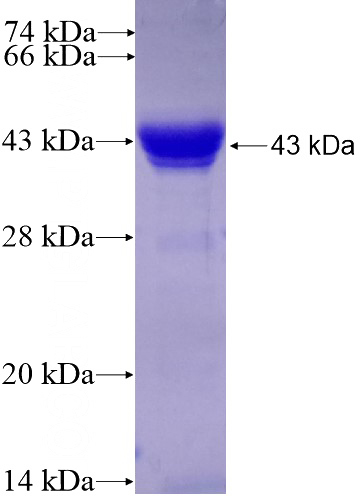 Recombinant Human ELF1 SDS-PAGE
