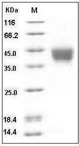 Human CD200 / OX-2 Protein (His Tag) SDS-PAGE
