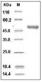 Human Cystatin 7 / CST7 Protein (Fc Tag) SDS-PAGE