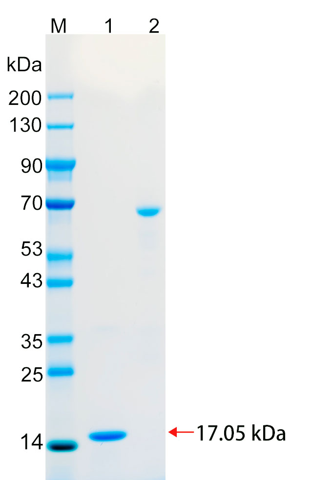 Recombinant GRIFN protein (His tag) SDS-PAGE