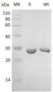 Klebsiella neo/kan/nptII recombinant protein
