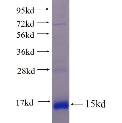 Recombinant human C16orf61 SDS-PAGE