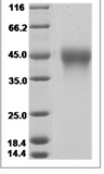 Cynomolgus CD84 Protein 15333