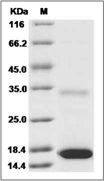 Marmoset IL17 / IL17A Protein SDS-PAGE