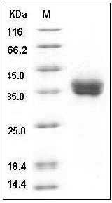 Human PD-L1 / B7-H1 / CD274 Protein (His Tag) SDS-PAGE