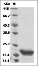 Sus scrofa (pig) IL6 / IL-6 Protein