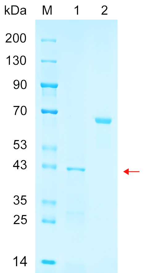 Recombinant NR1H3 protein (His tag) SDS-PAGE