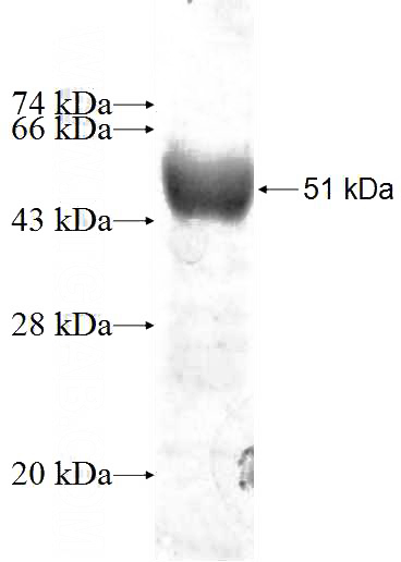 Recombinant Human BHMT SDS-PAGE