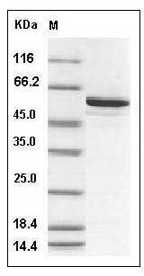 Human BMPR1B / ALK-6 (149-502) Protein (His & GST Tag) SDS-PAGE