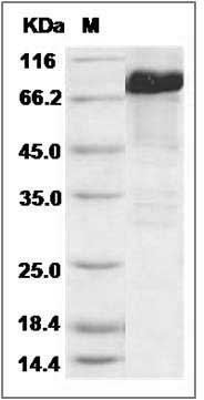 Mouse Smad5 Protein (His & GST Tag) SDS-PAGE