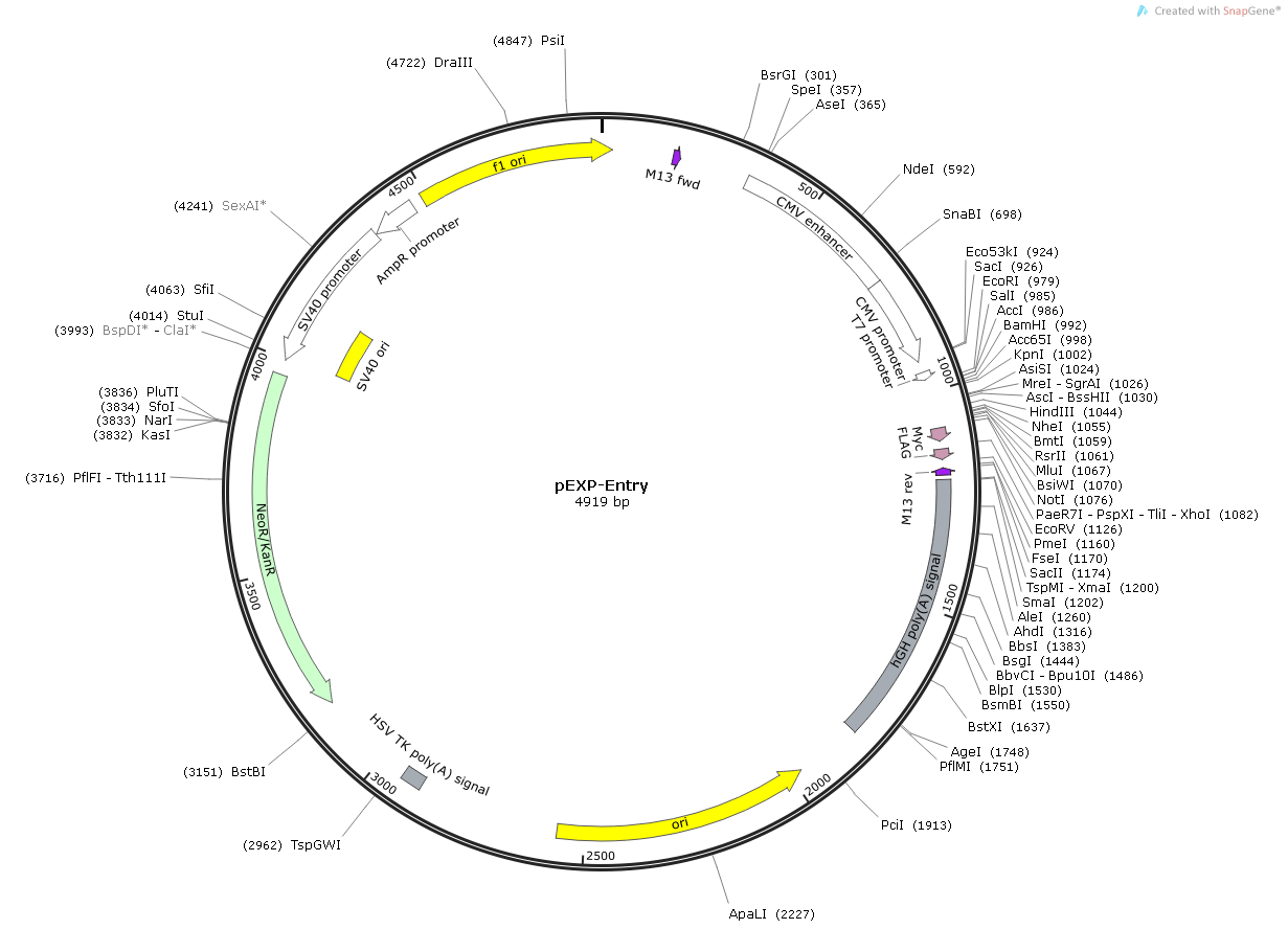 Pf4 Mouse  cDNA/ORF Clone