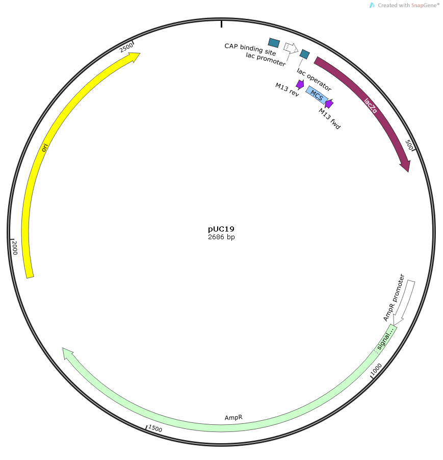 FOS Human  cDNA/ORF Clone