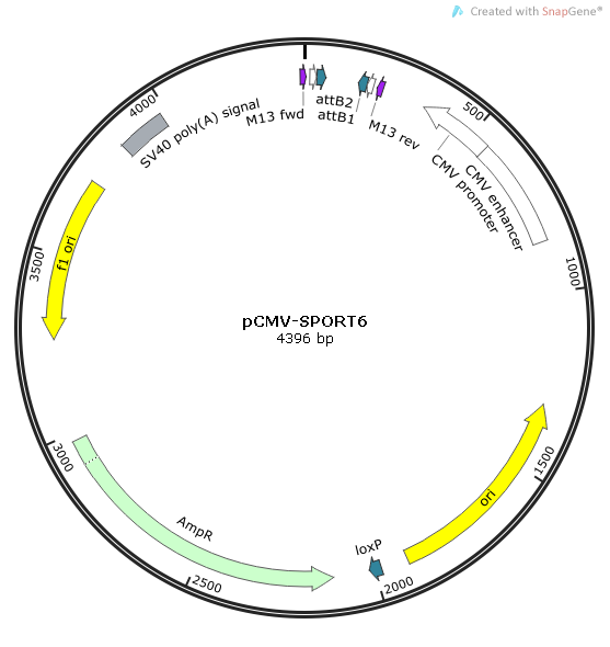 ACSL3 Human  cDNA/ORF Clone