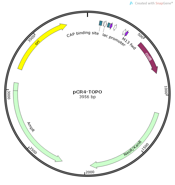 CCR4 Human  cDNA/ORF Clone