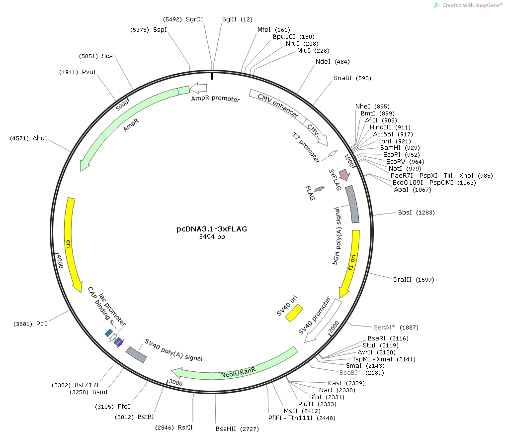 Ddx5 Rat  cDNA/ORF Clone
