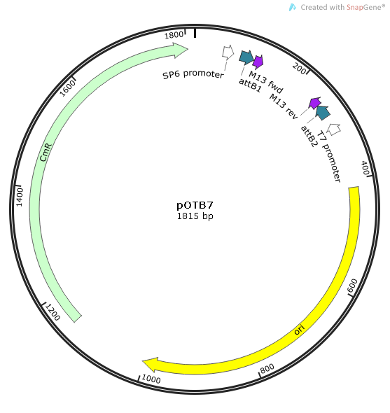 CYP1B1 Human  cDNA/ORF Clone