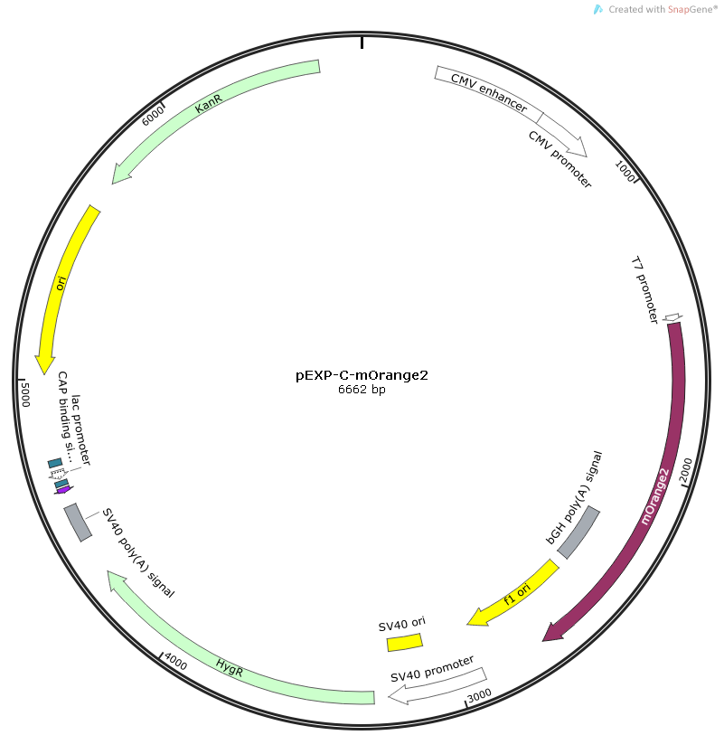 Csf2 Rat  cDNA/ORF Clone