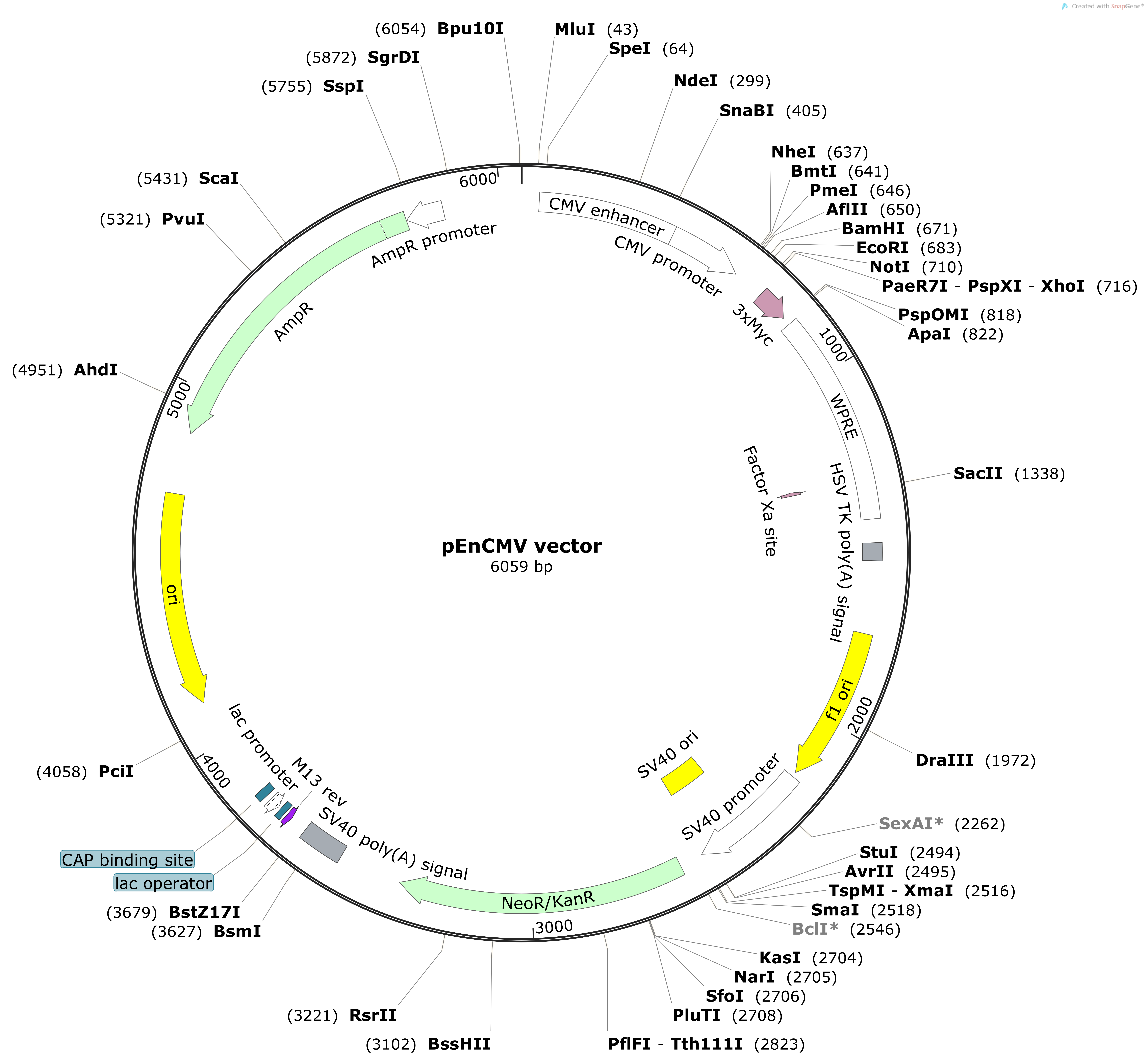 Sox10 Mouse  cDNA/ORF Clone