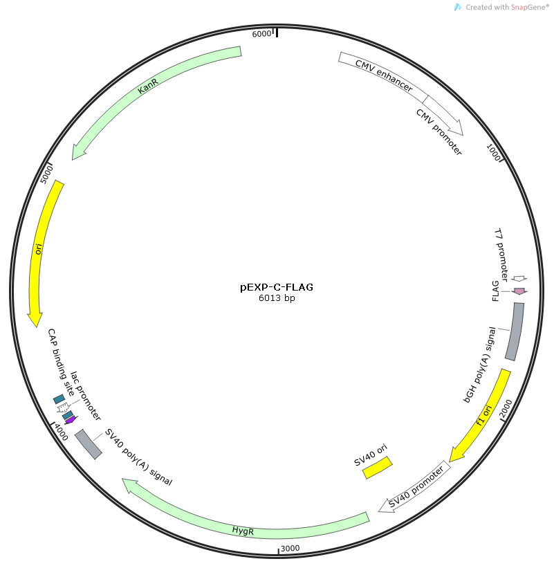 XRCC5 Human  cDNA/ORF Clone