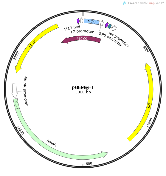 IL17A Rhesus Monkey  cDNA/ORF Clone