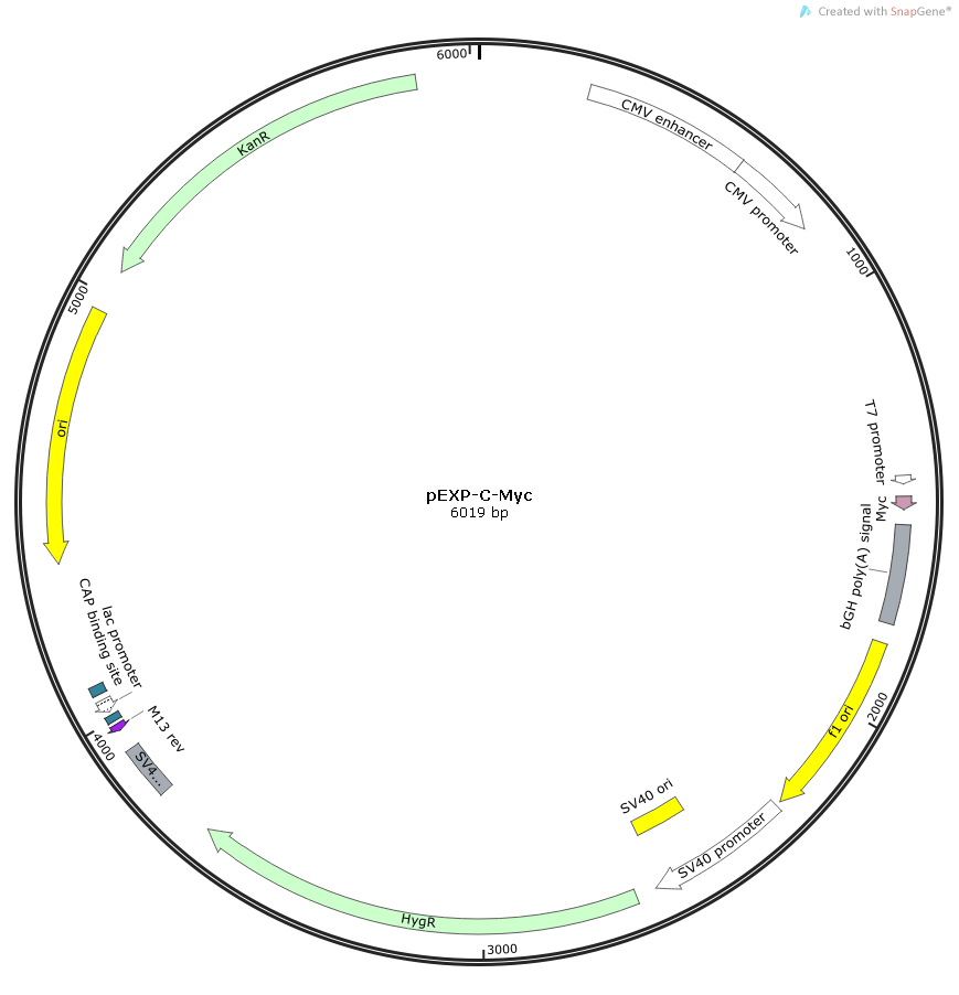 IL17A Human  cDNA/ORF Clone